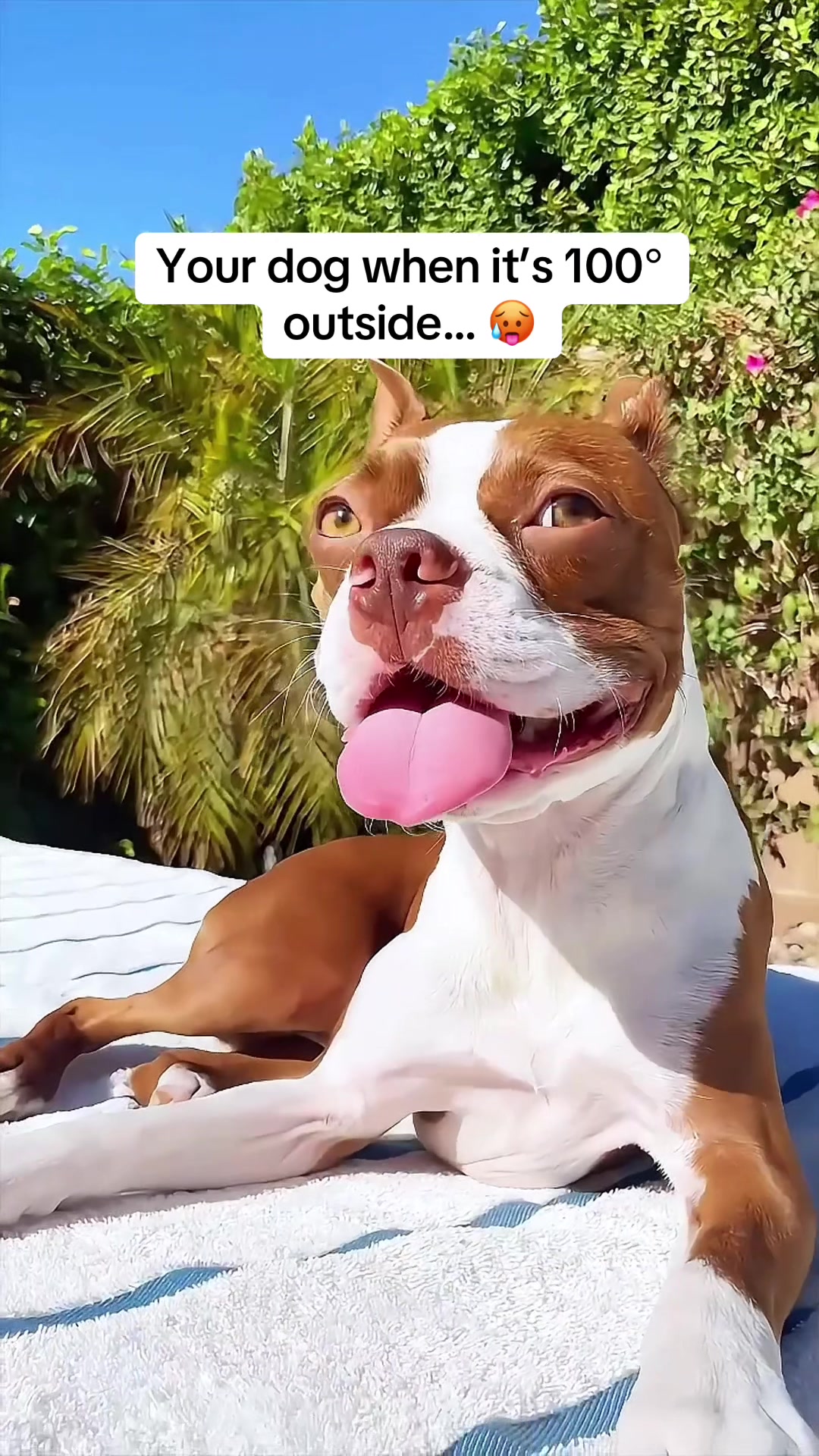 @WhenAshMetBowser