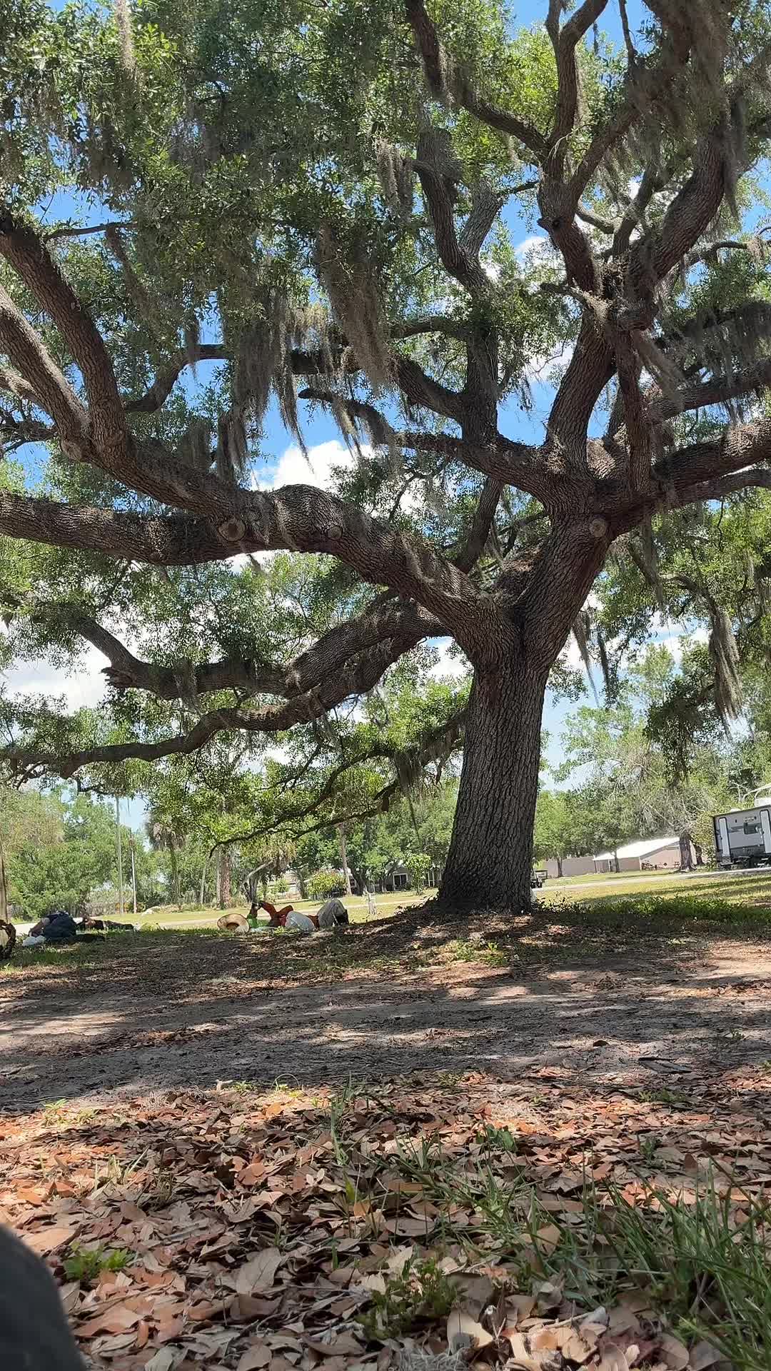 @<%☘️🌳NATANAEL 🌳🍀 📸 %>