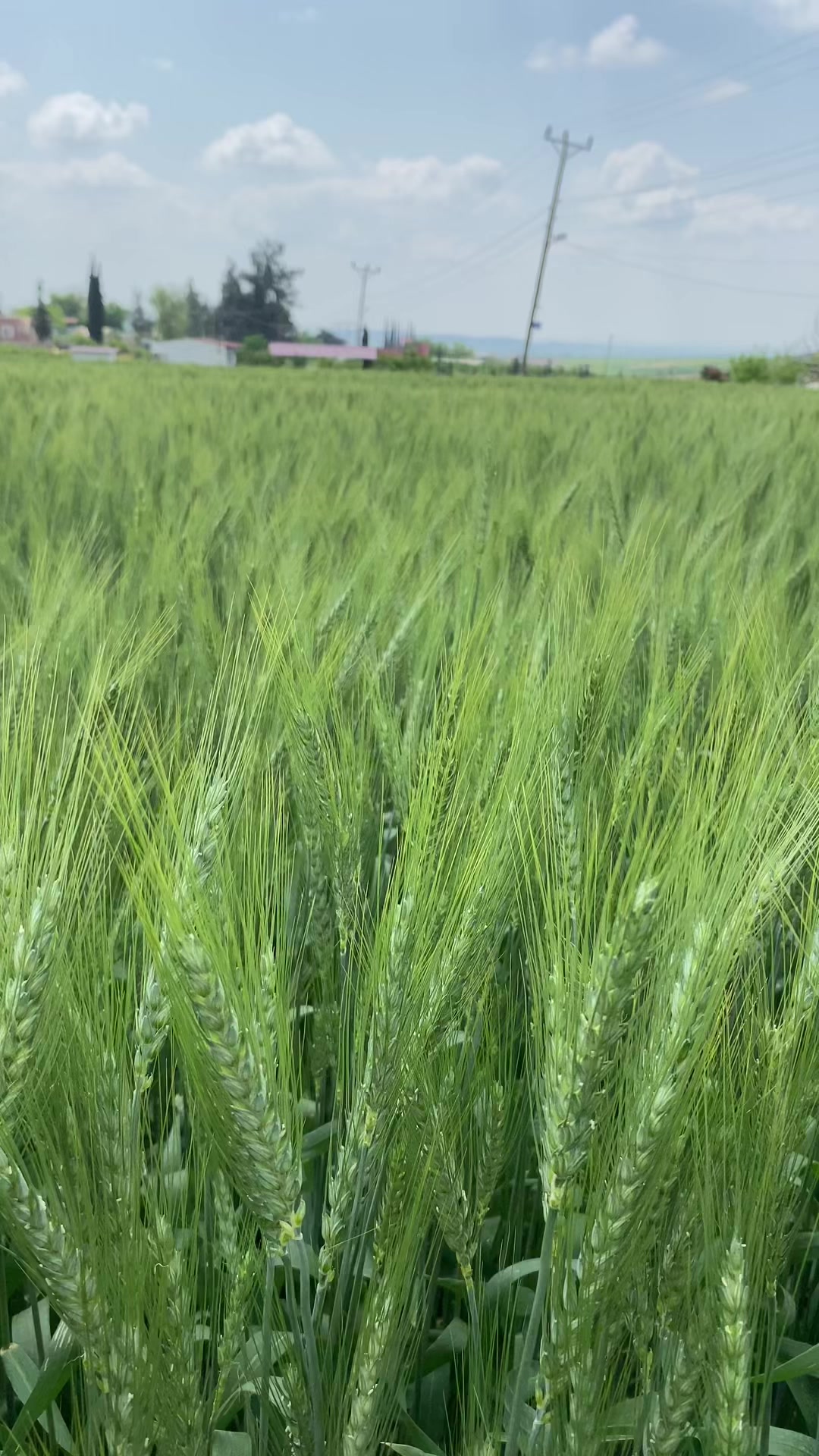 @Ramazan Taşkın