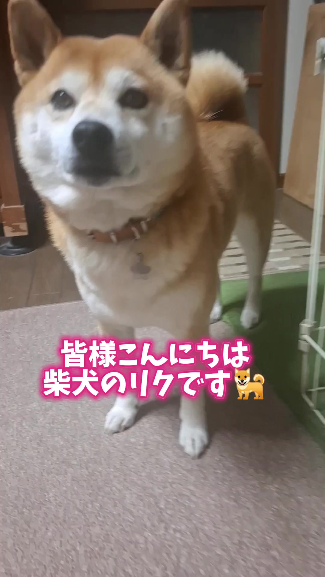 @柴犬リクママ