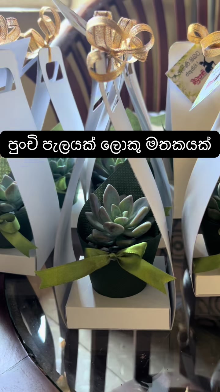 @Happy Plants