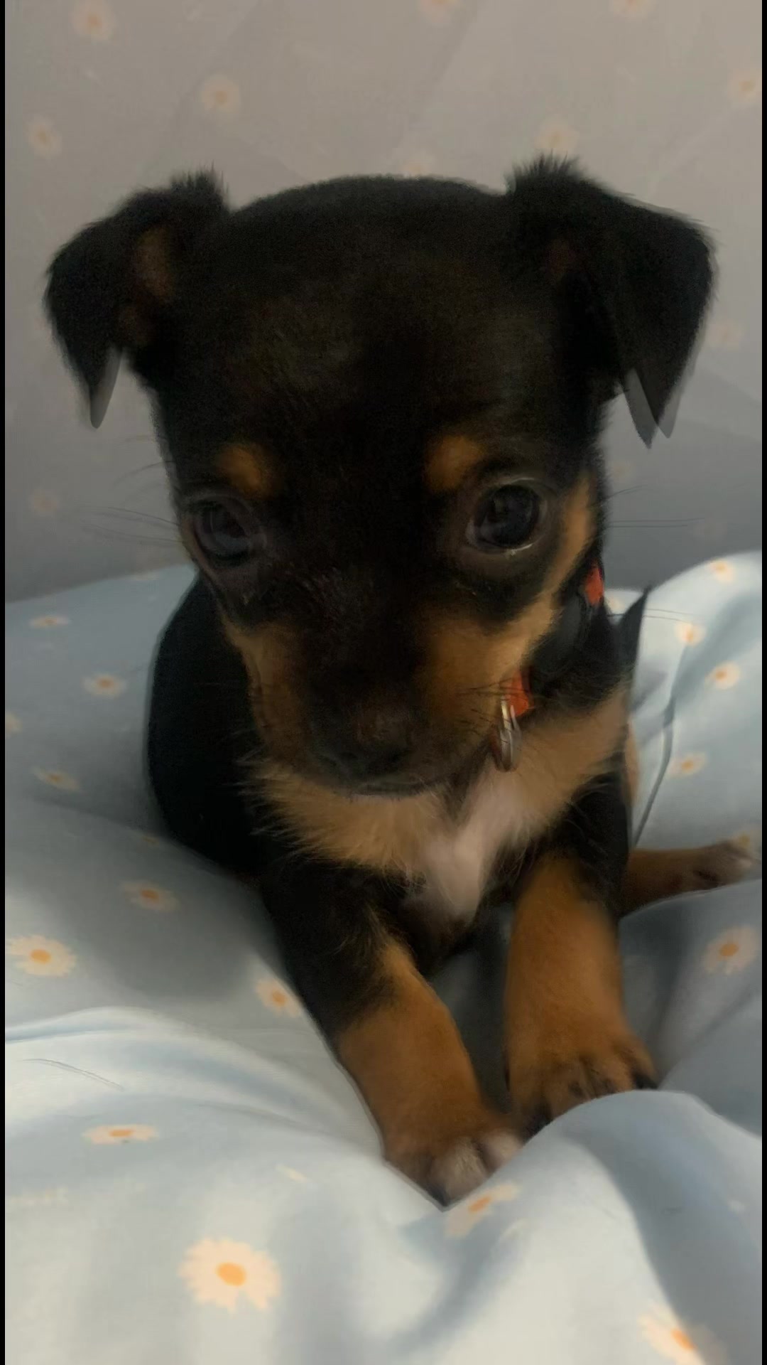 @lovinglifewithpuppies🐾🇨🇦🐾