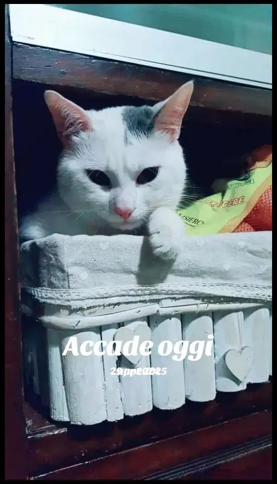 @Narcisi Rossi🐈&zwj;⬛🫧🫧🐾