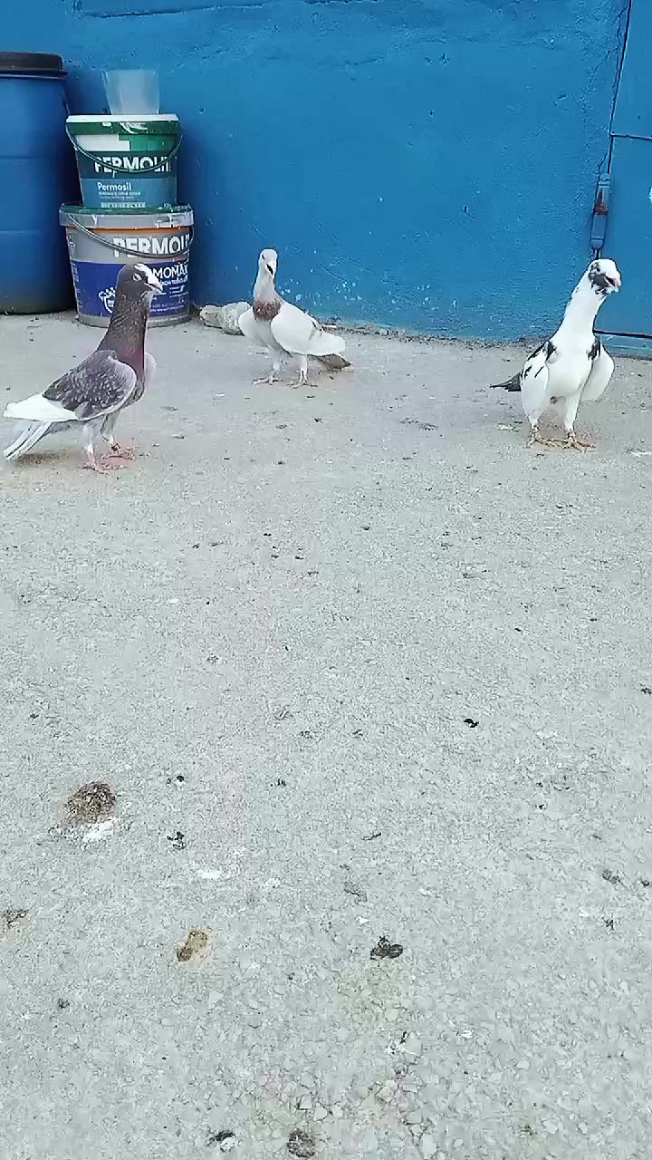 @Burak G&uuml;ns&uuml;z