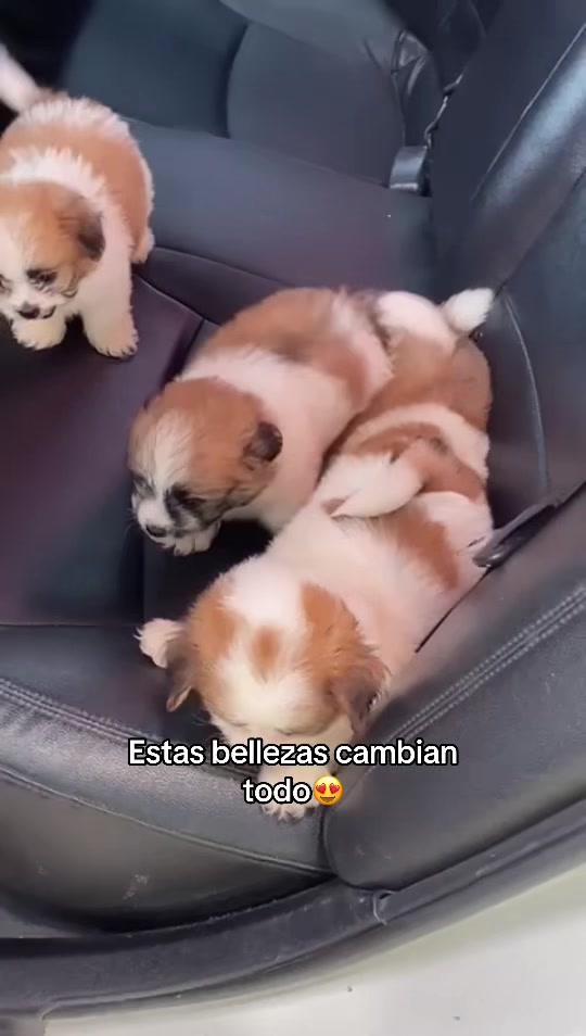 @Dogsr_rd1
