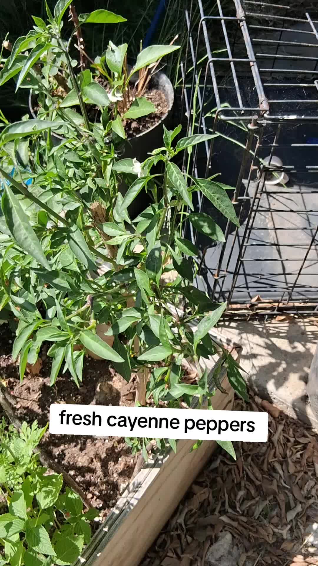 @AuntieFester