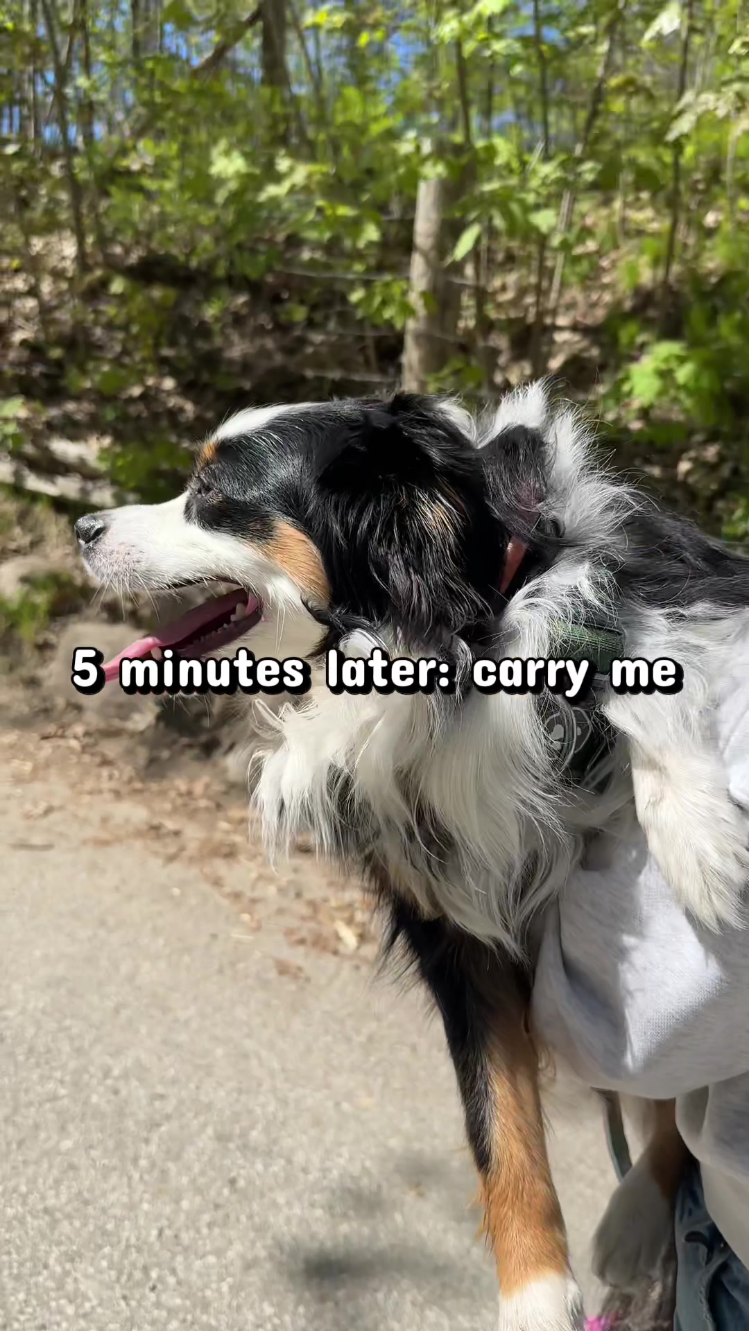 @Bonita.The.Mini.Aussie