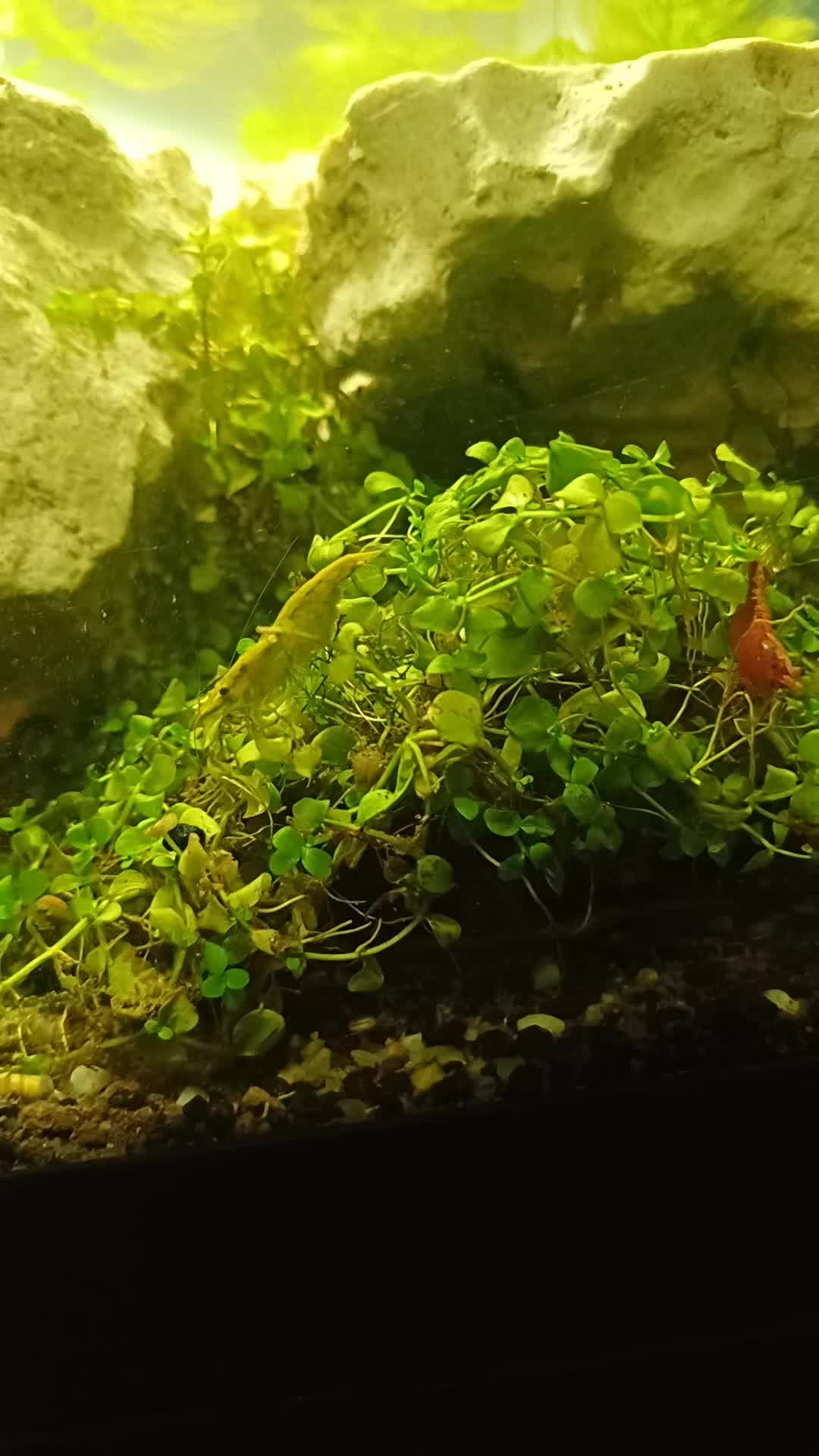 @poissons aquarium