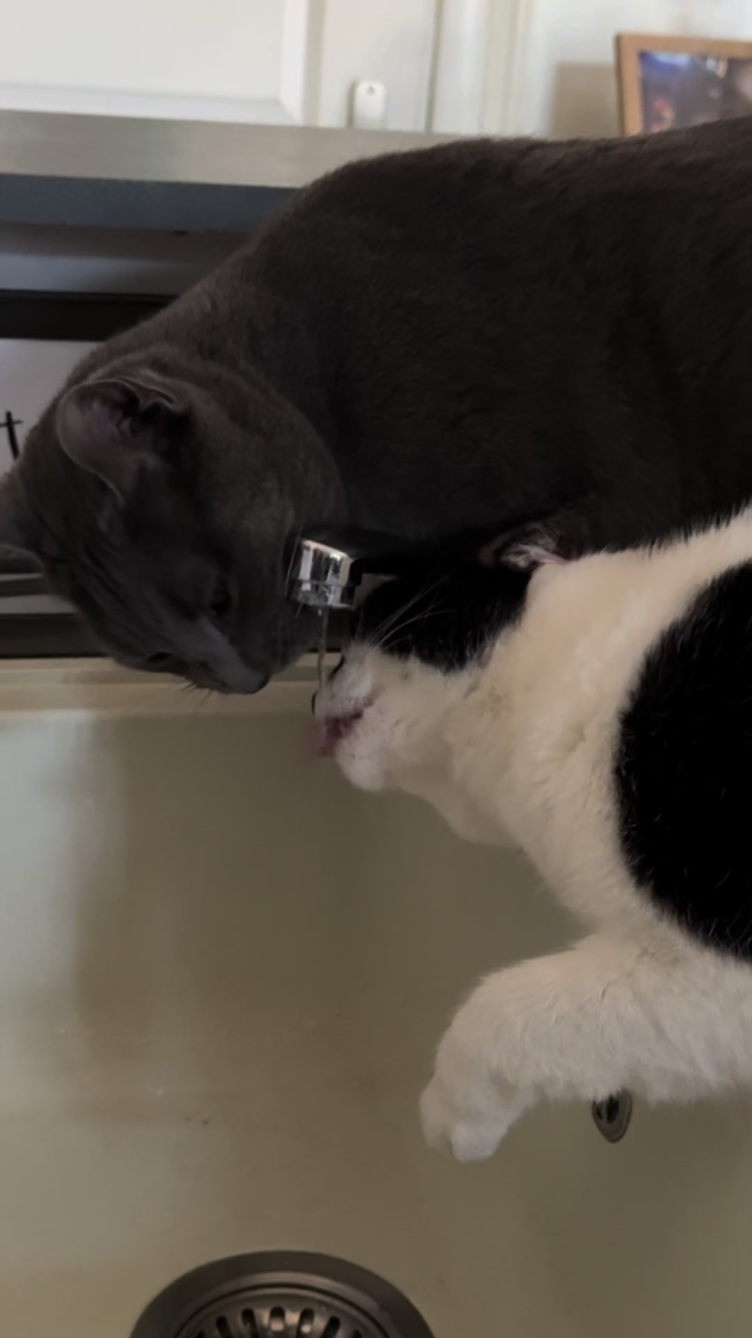 @Catcat
