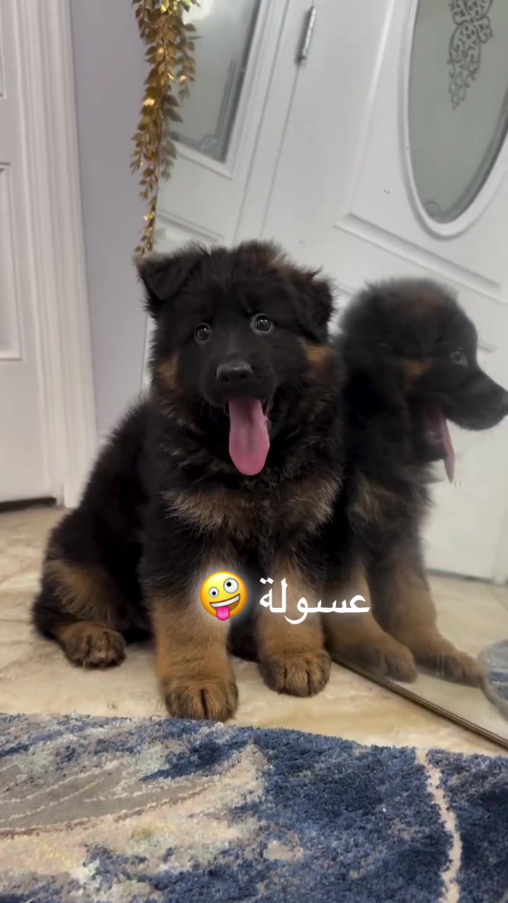 @K9🏆Tipaza 🏆 0675748253