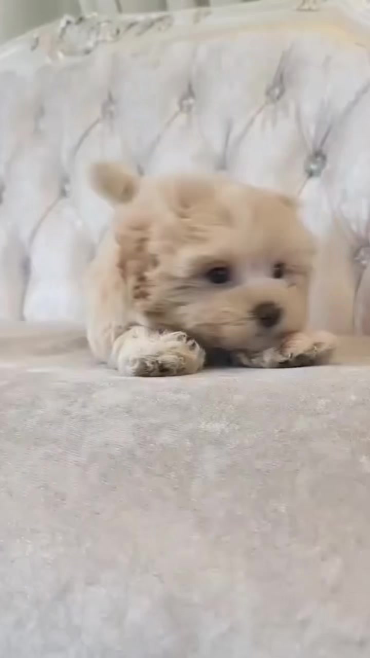 @Teacup puppies