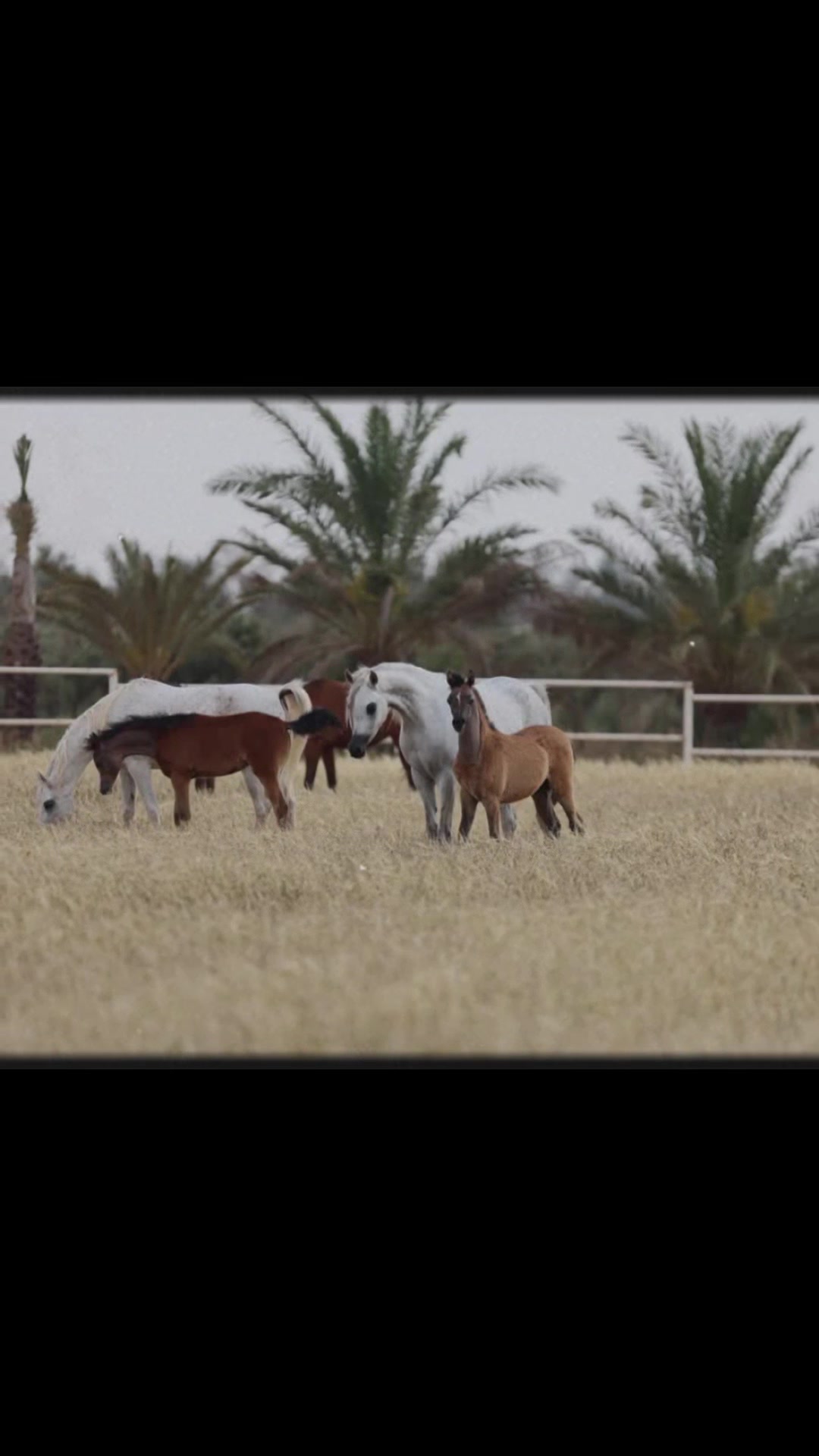 @احمد دغار