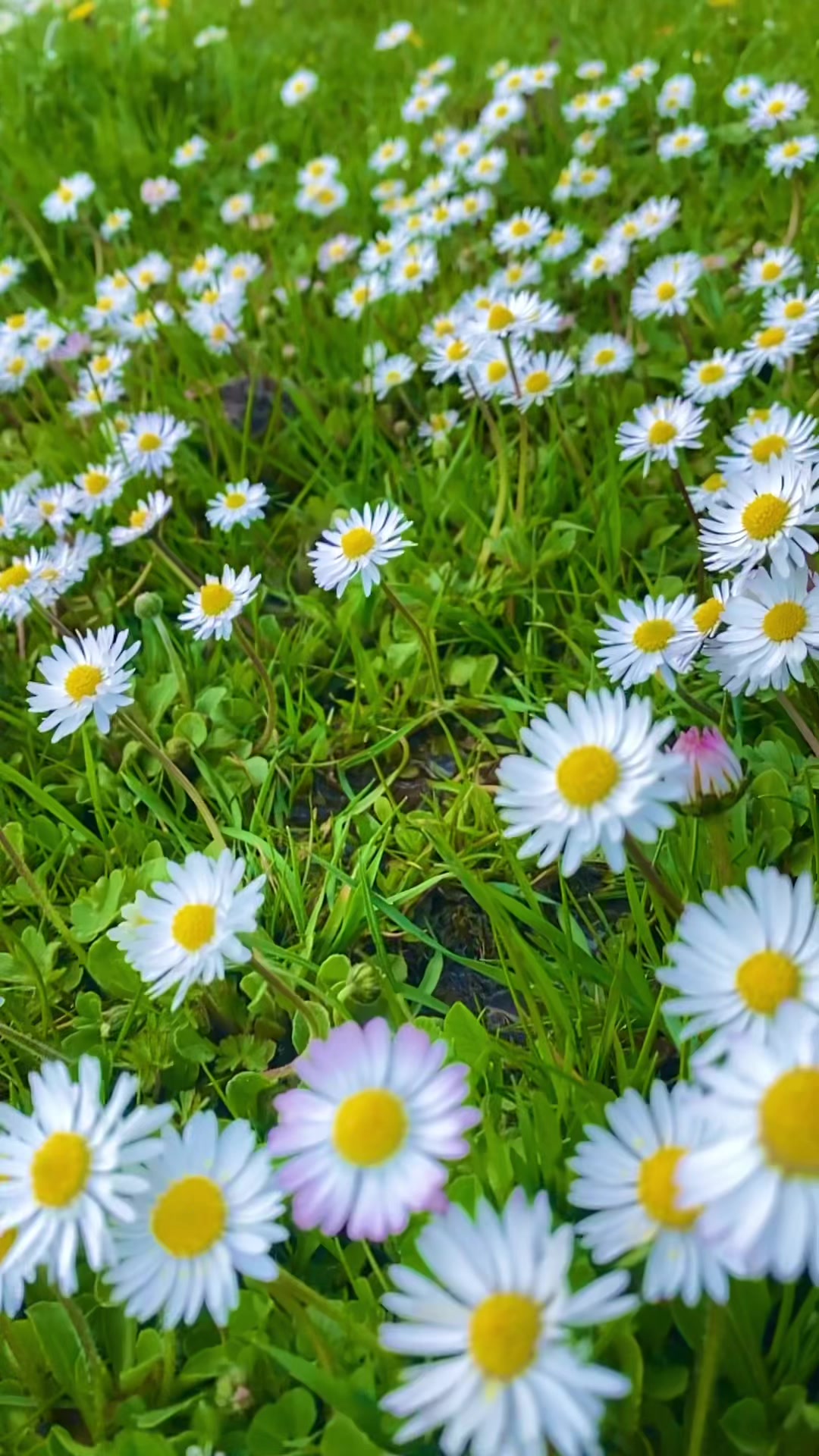 @𝓛𝓸𝓴𝓶𝓪𝓷𝓑52