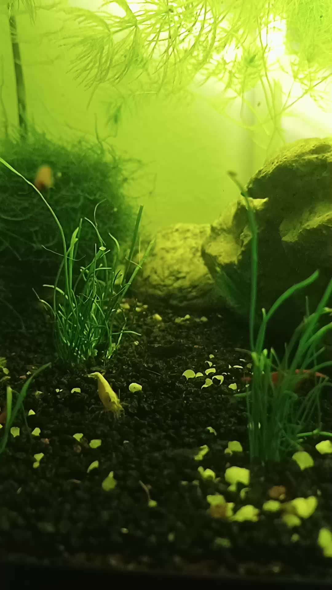 @poissons aquarium