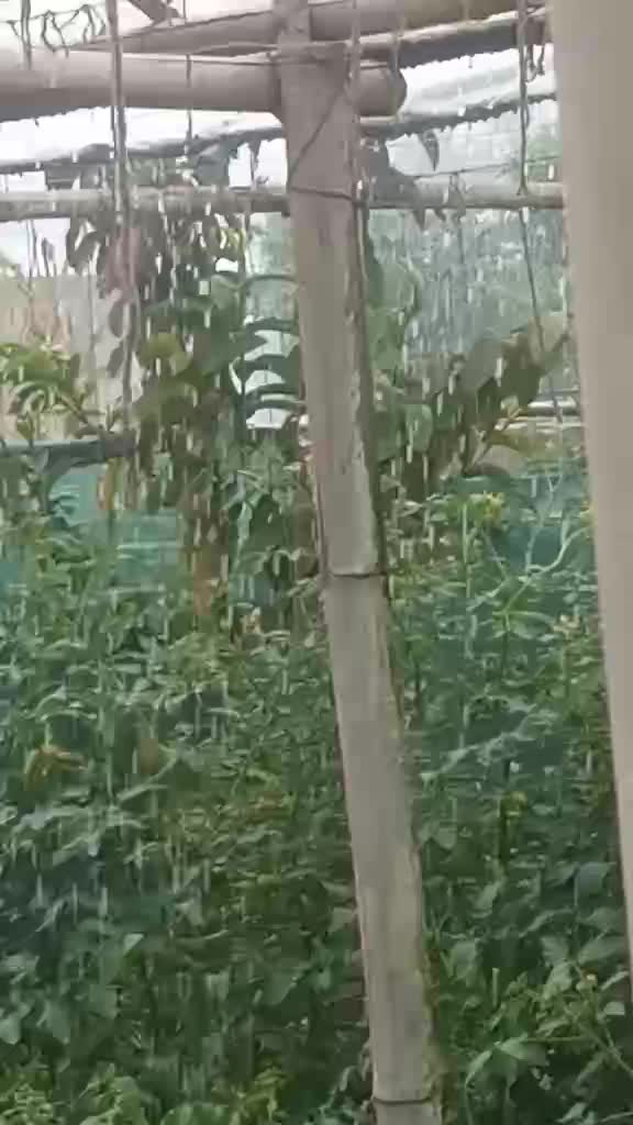 @Kumar Gorkhali