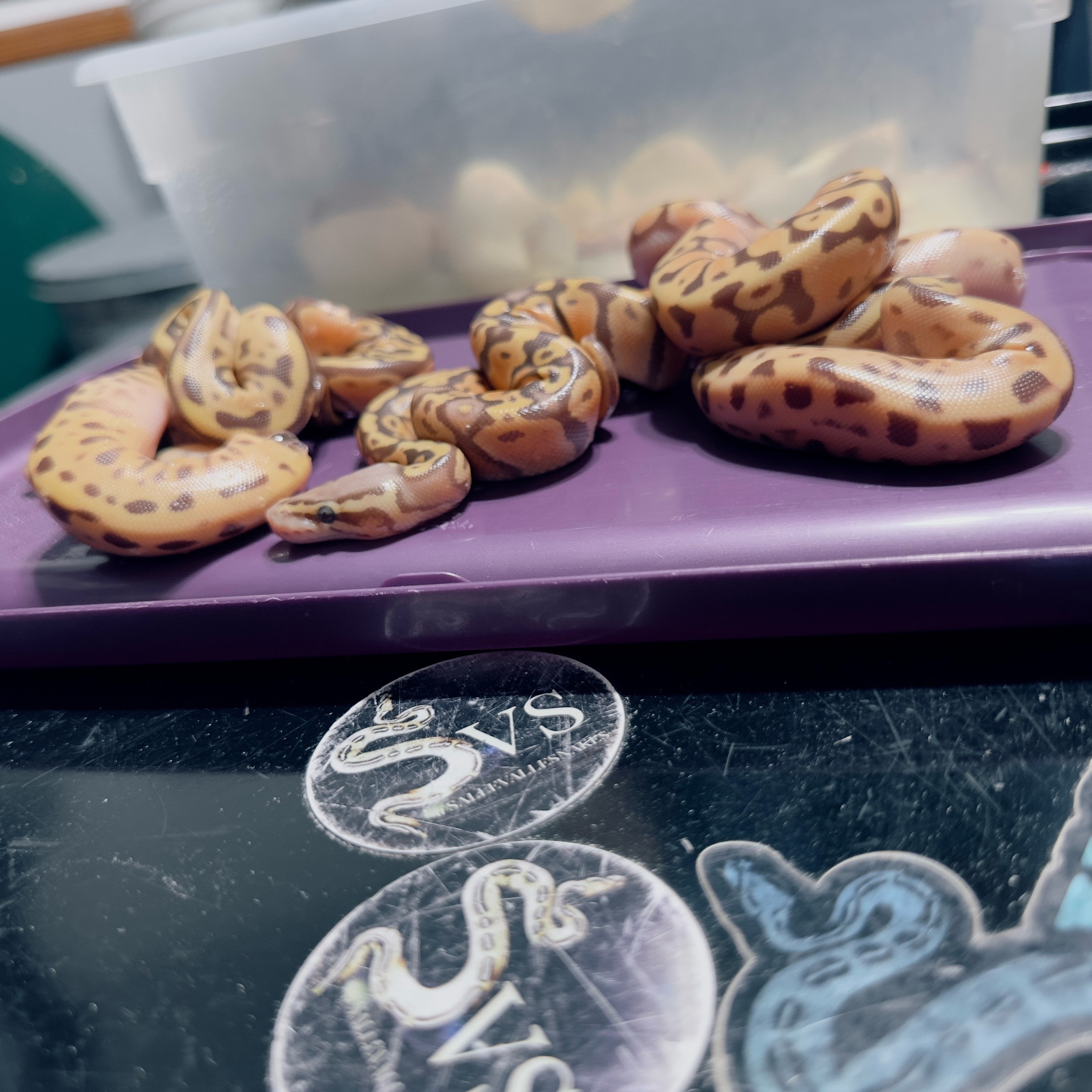 @Sallevallesnakes (jose)