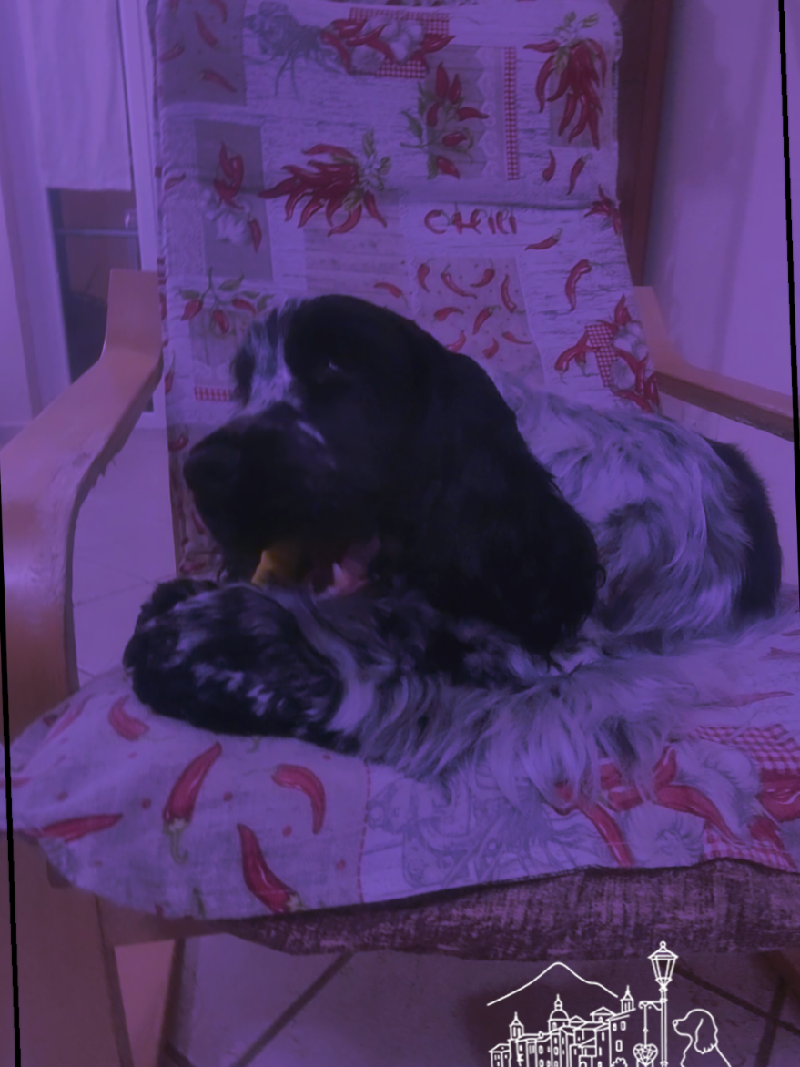 @Passione Cocker 🐾