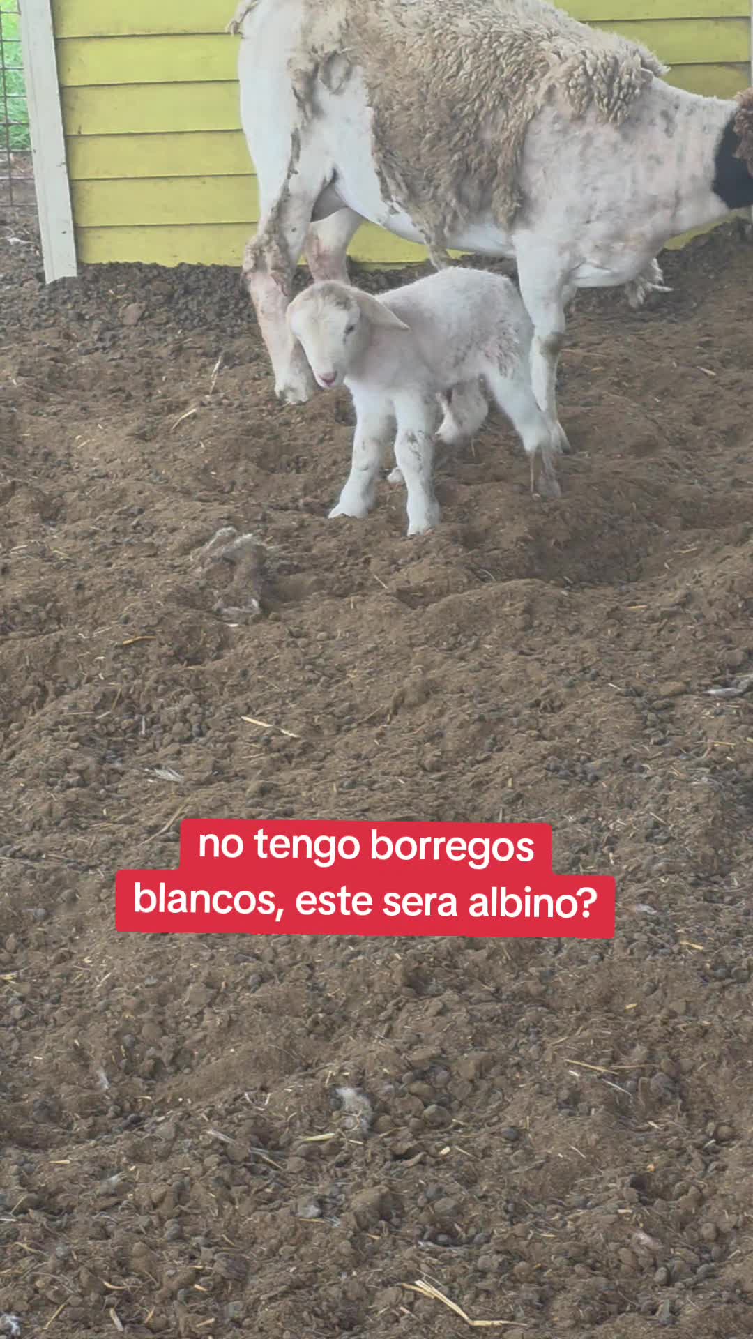 @mayte.famersRanch🐄🐃🐂🐑