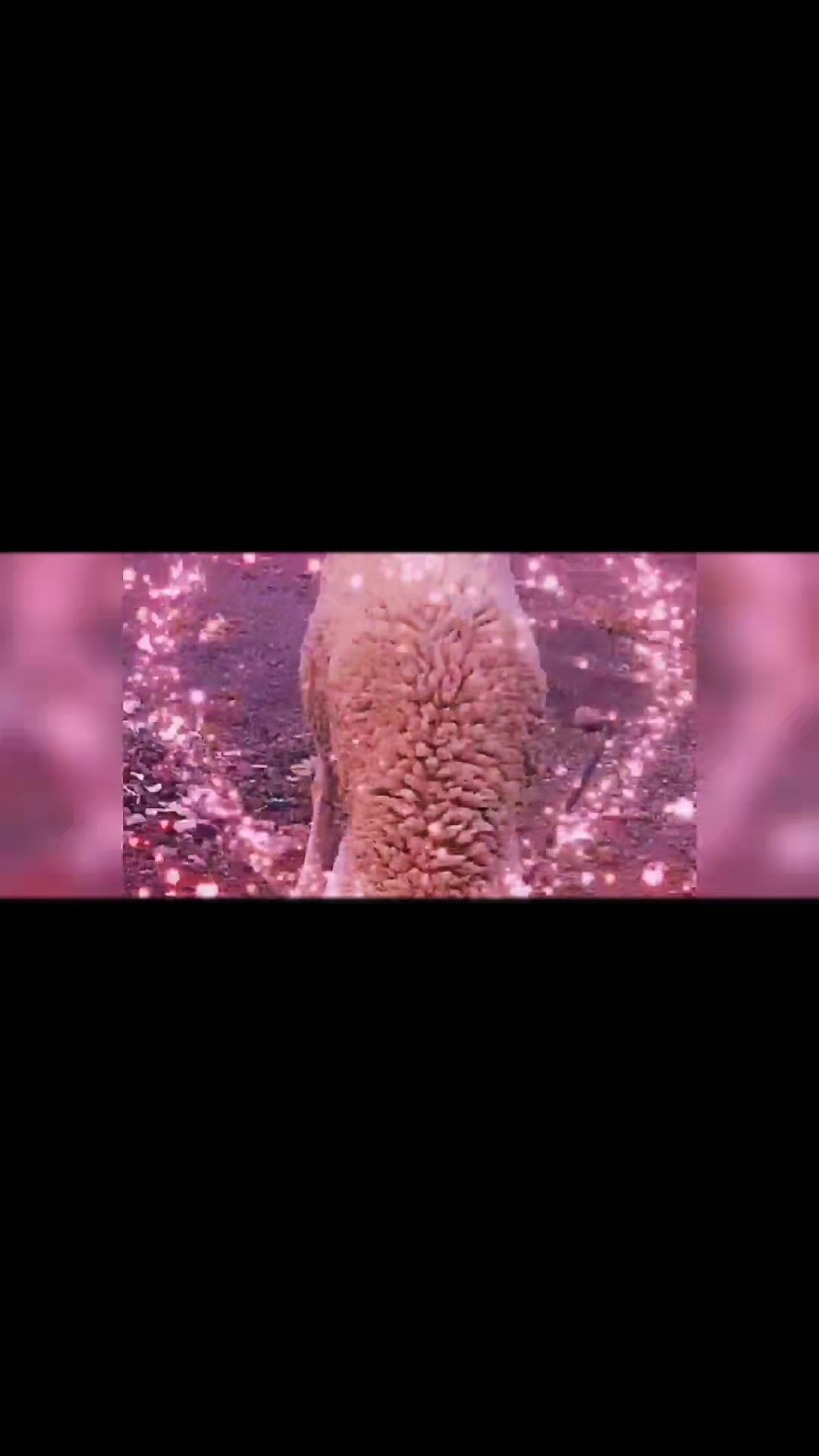 @مول دجيجات