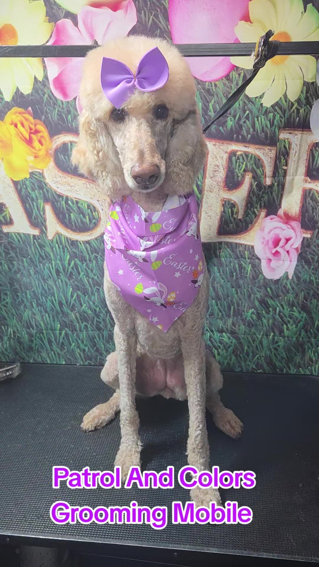 @Patrol and colors Grooming LLC
