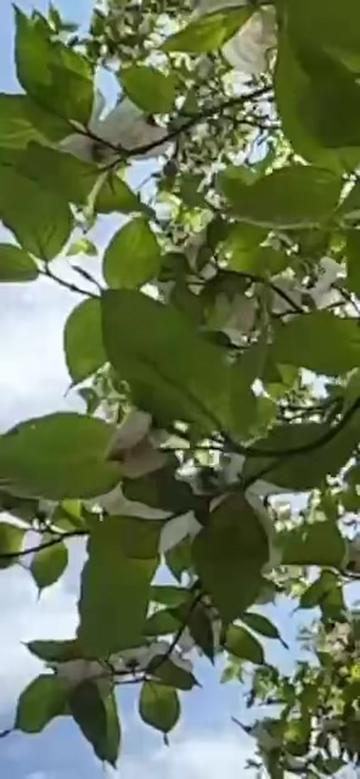 @PrabirRVA
