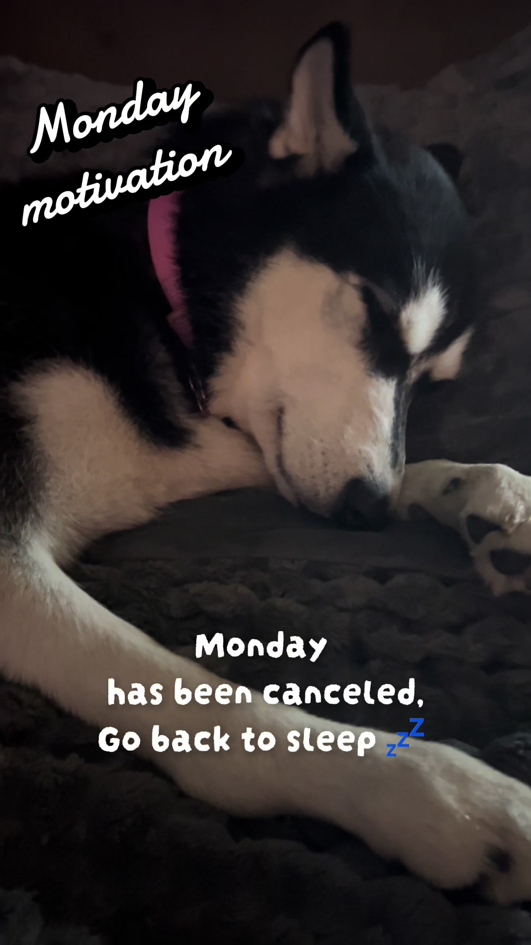@🌺Crystal&herhuskies🐾