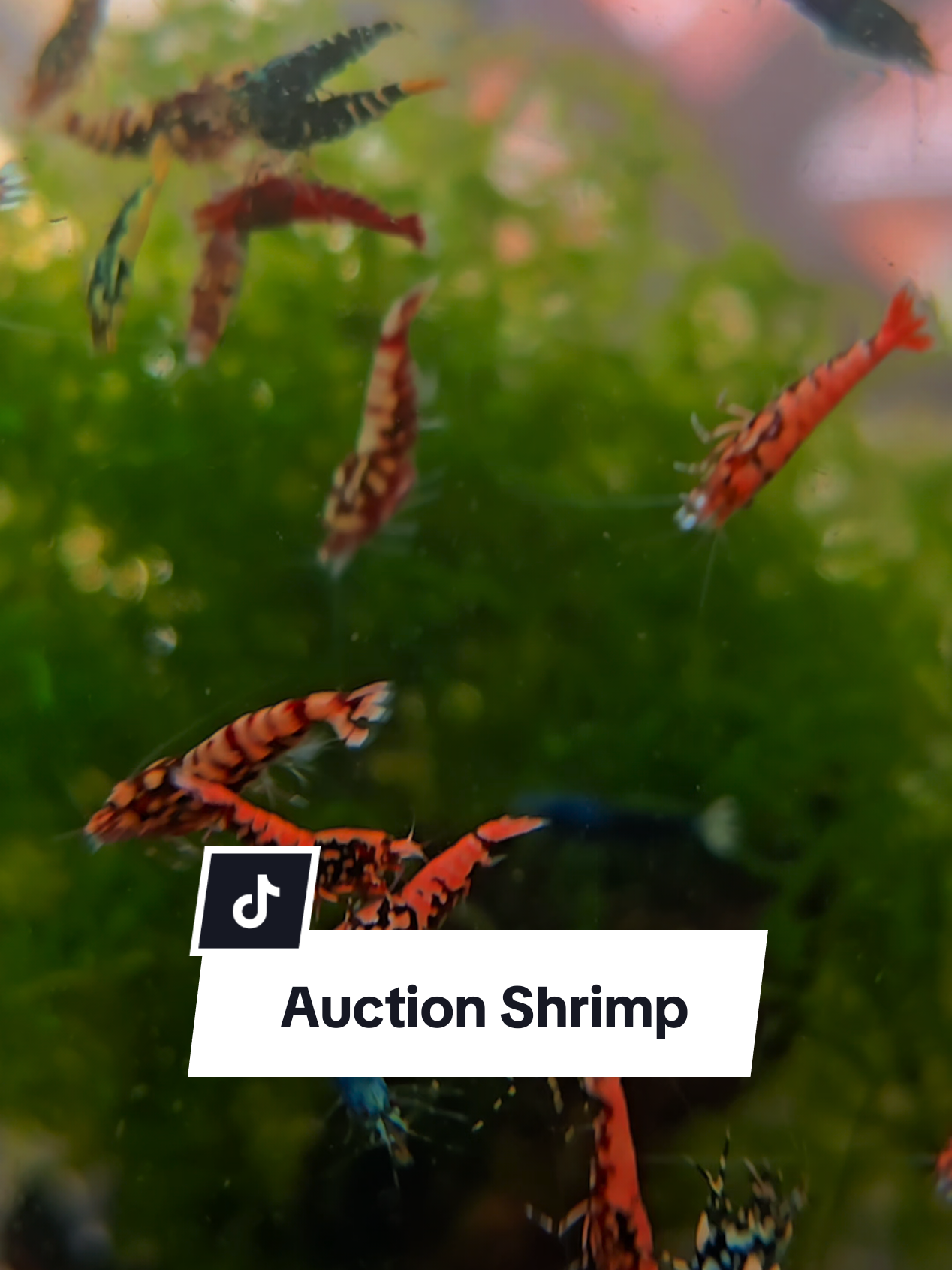 @SomersetShrimpShack