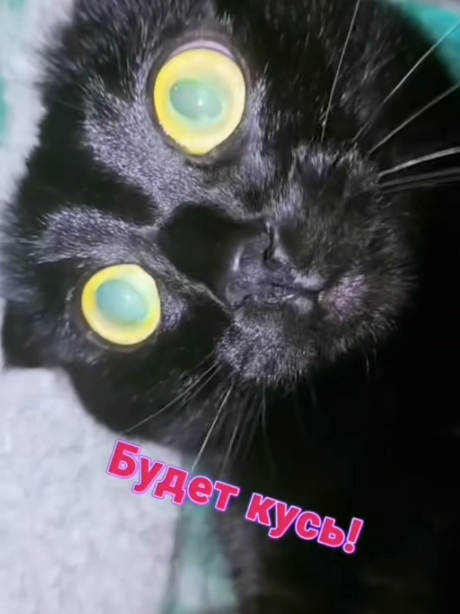 @ИрА😹Эля🐾🐾 ✔