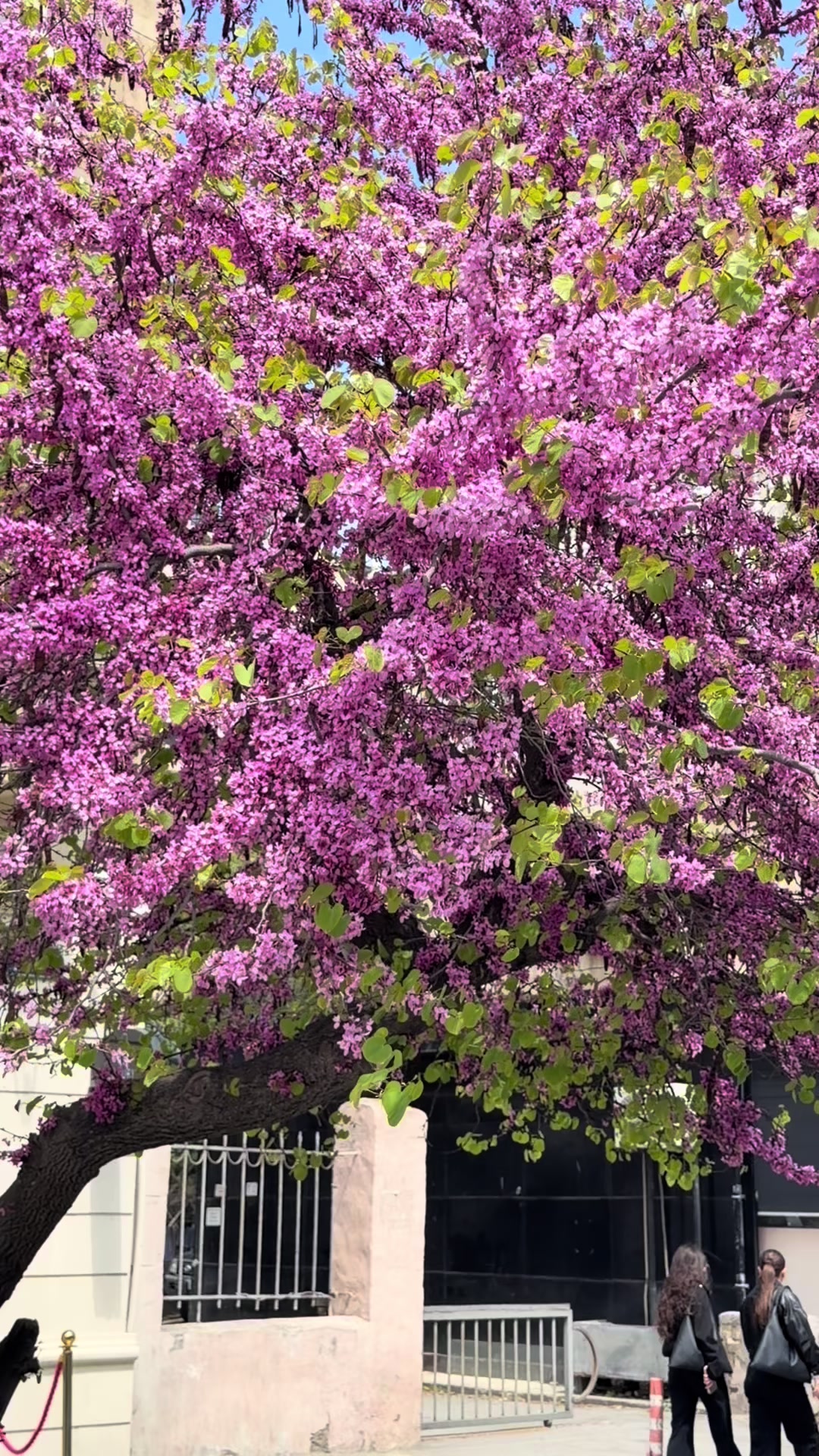 @توهج الغربي
