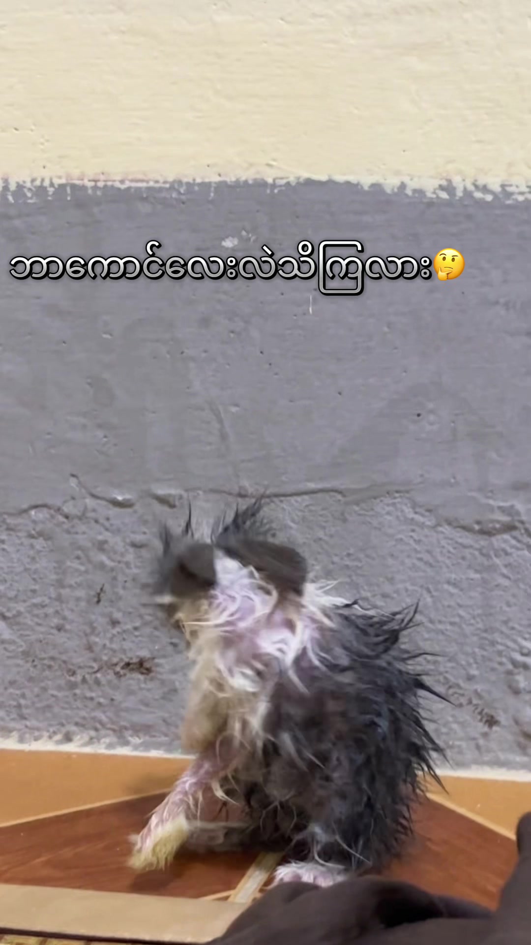 @Shwe Shwe44