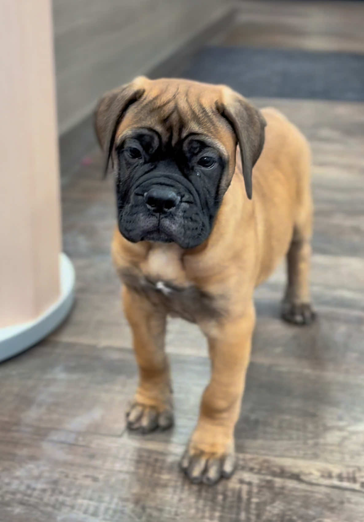 @Petland Iowa City