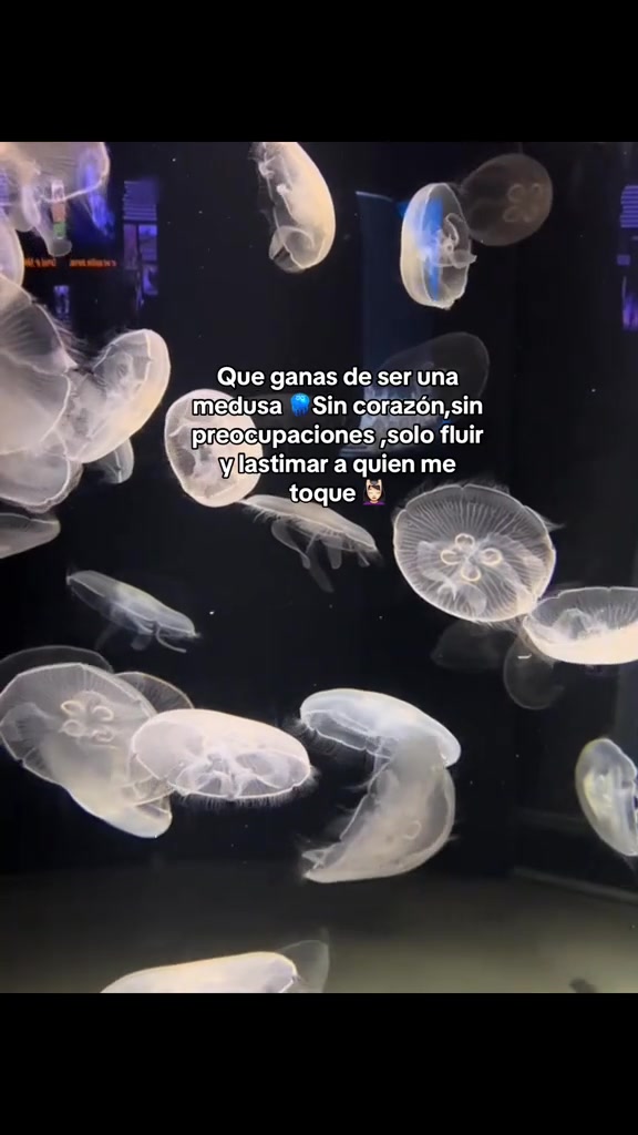 @Videitos