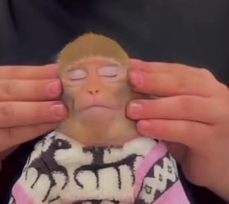 @monkeymoo666