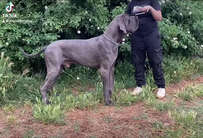 @Dеlмаdоg 🐾