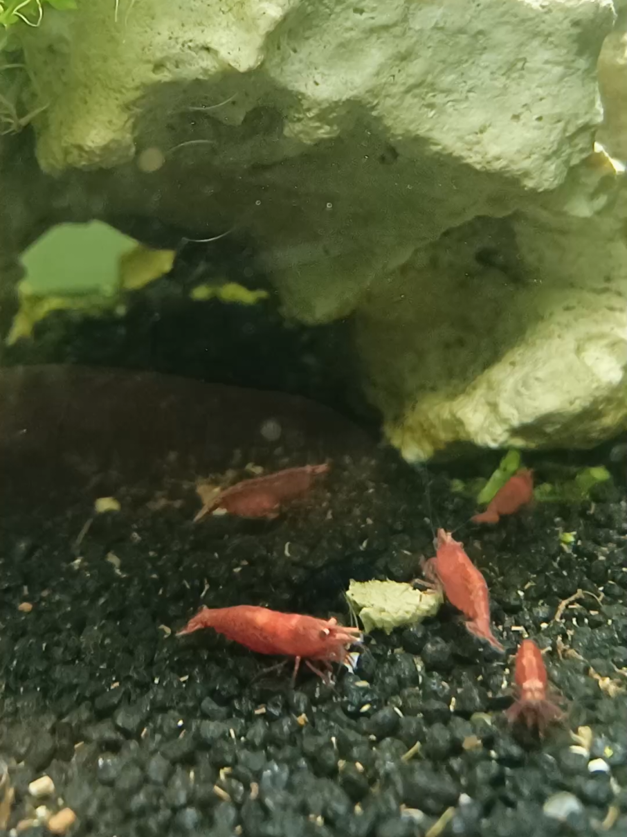 @poissons aquarium