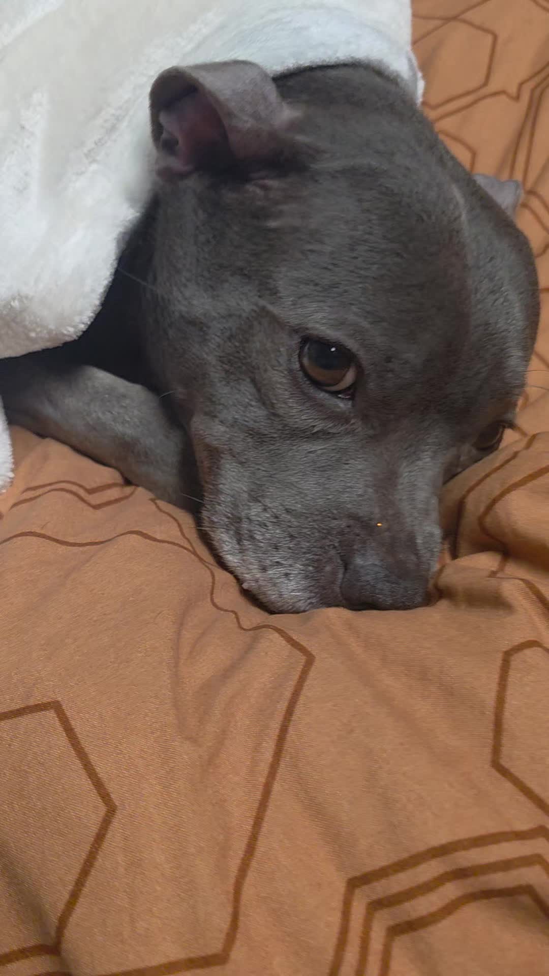 @Zara Alukanija Kiyomi 🐕🐾