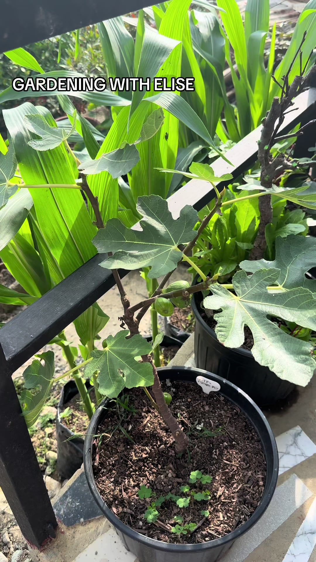 @Gardening with ELISE