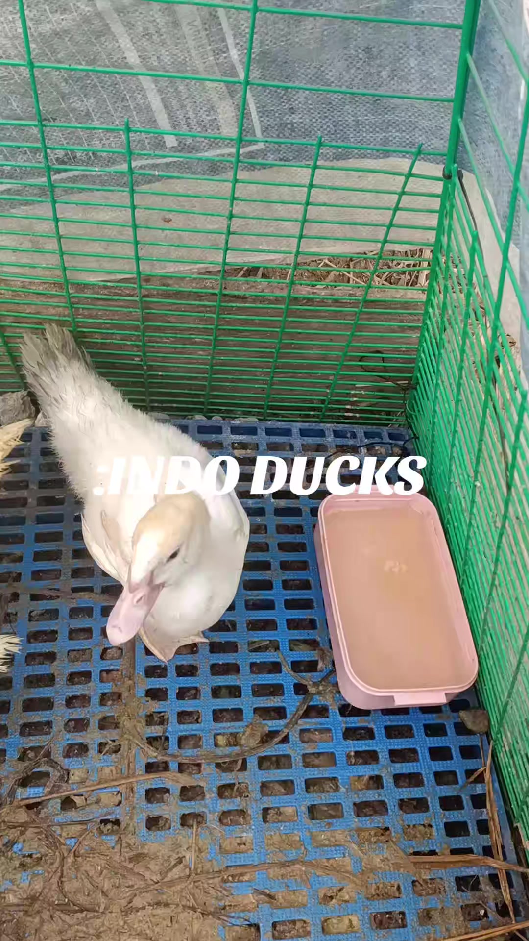 @Mabikas Agripamilya