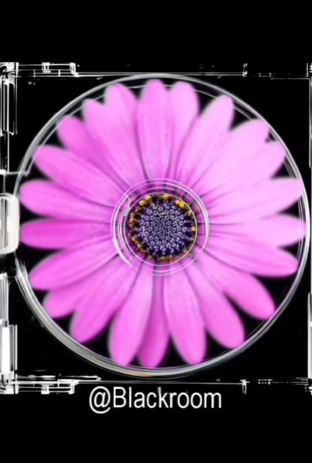 @𝗕𝗟𝗔𝗖𝗞𝗥𝗢𝗢𝗠'𝐒