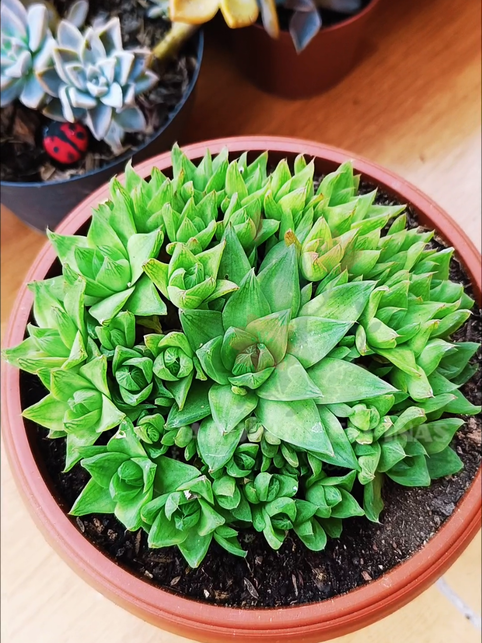 @CACTUS JARDIN DE ESPINAS