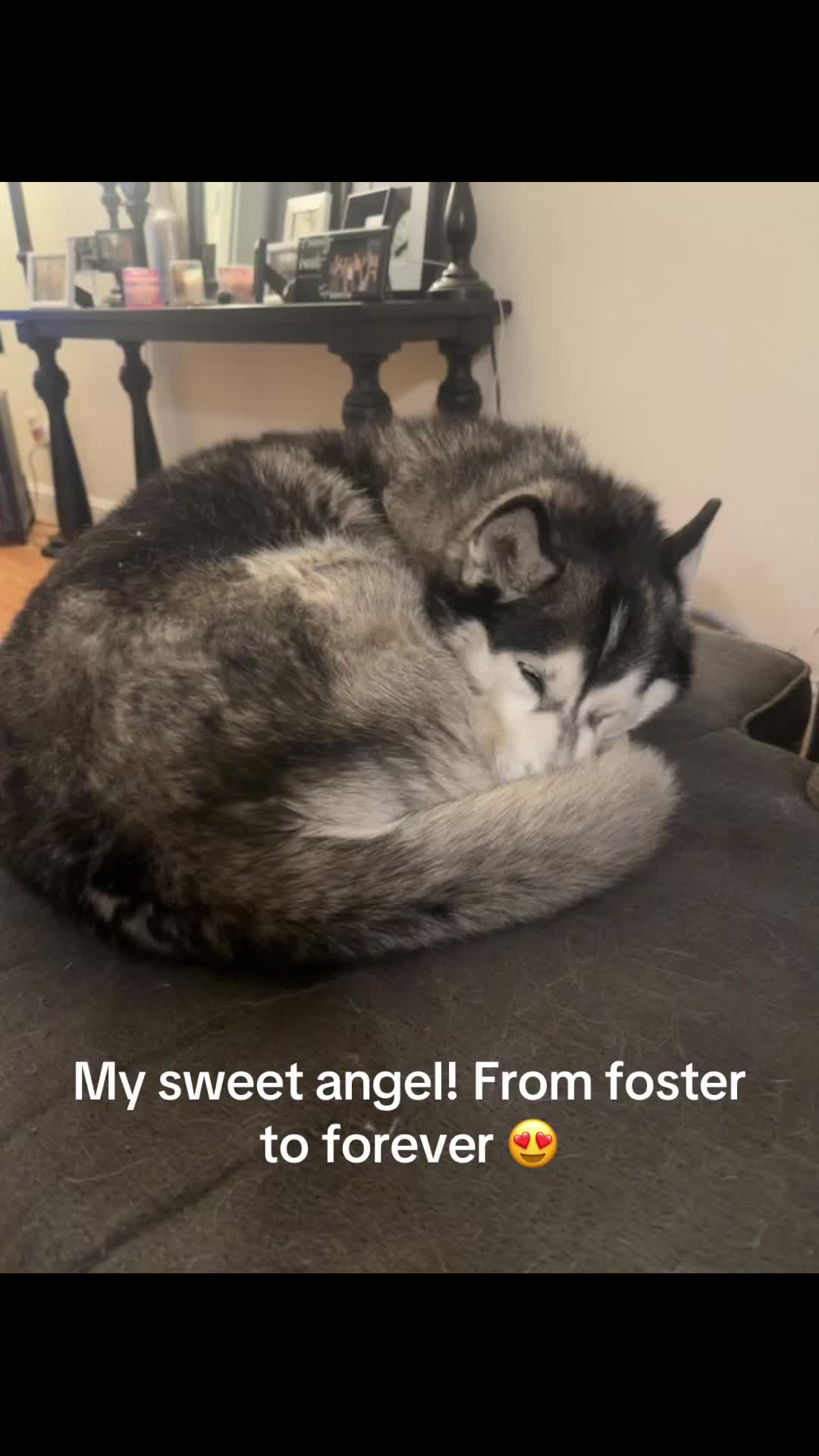 @Shasta & Aspen - Husky Sisters