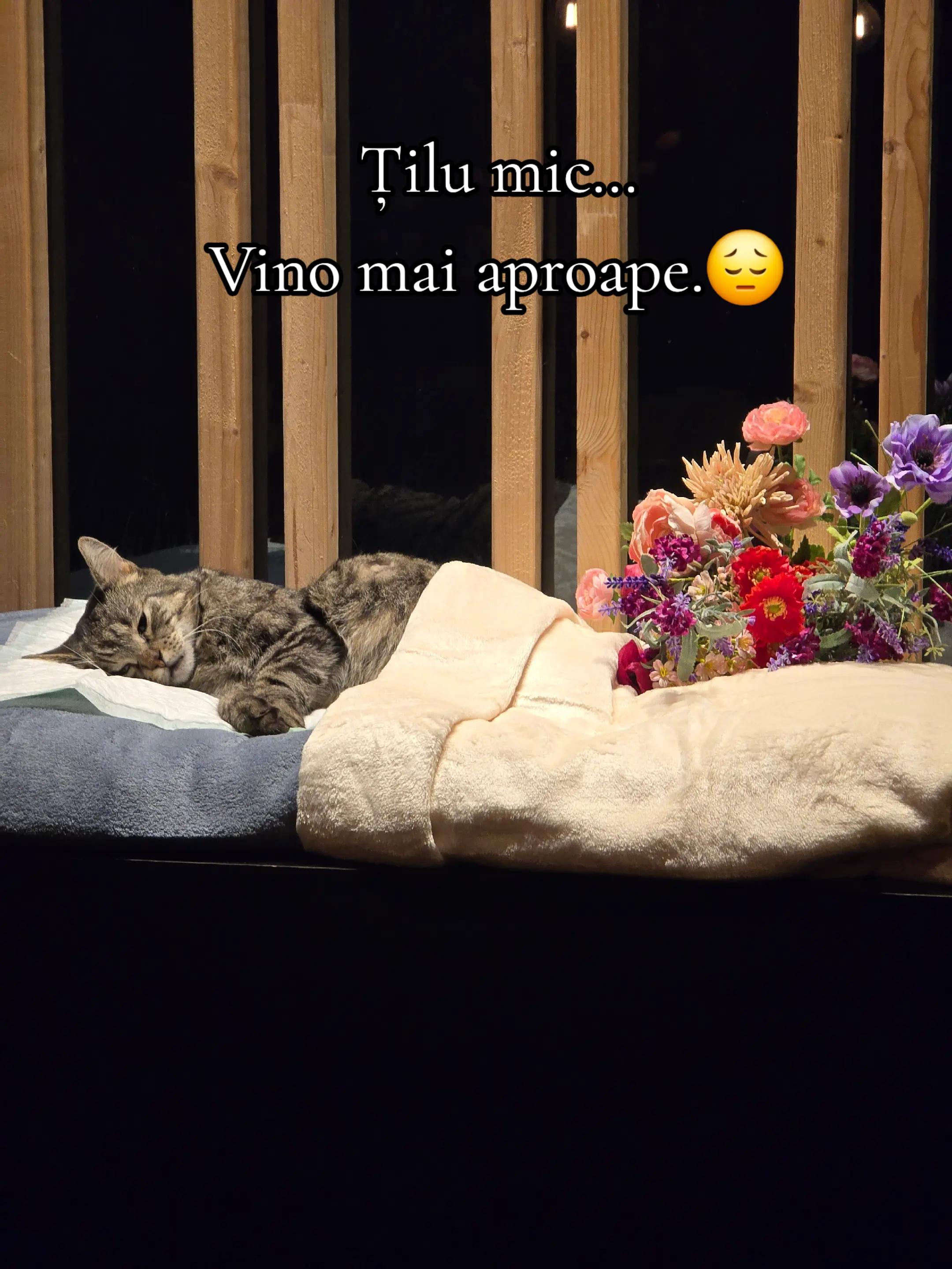 @🦠 🦋Aniy 🦋🦠
