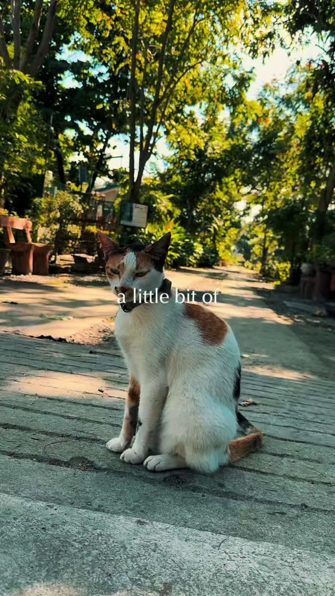 @AnimalKingdomFoundation