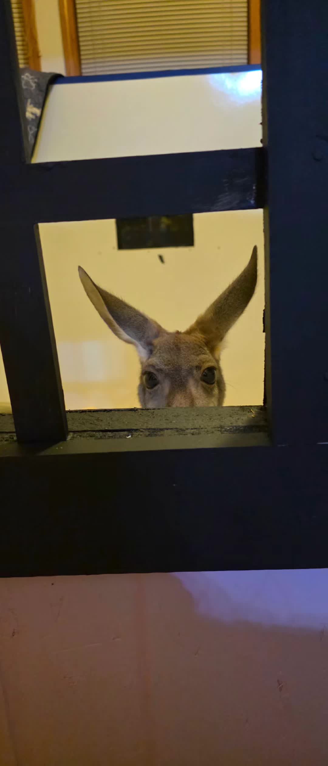 @Penny the Kangaroo 🦘
