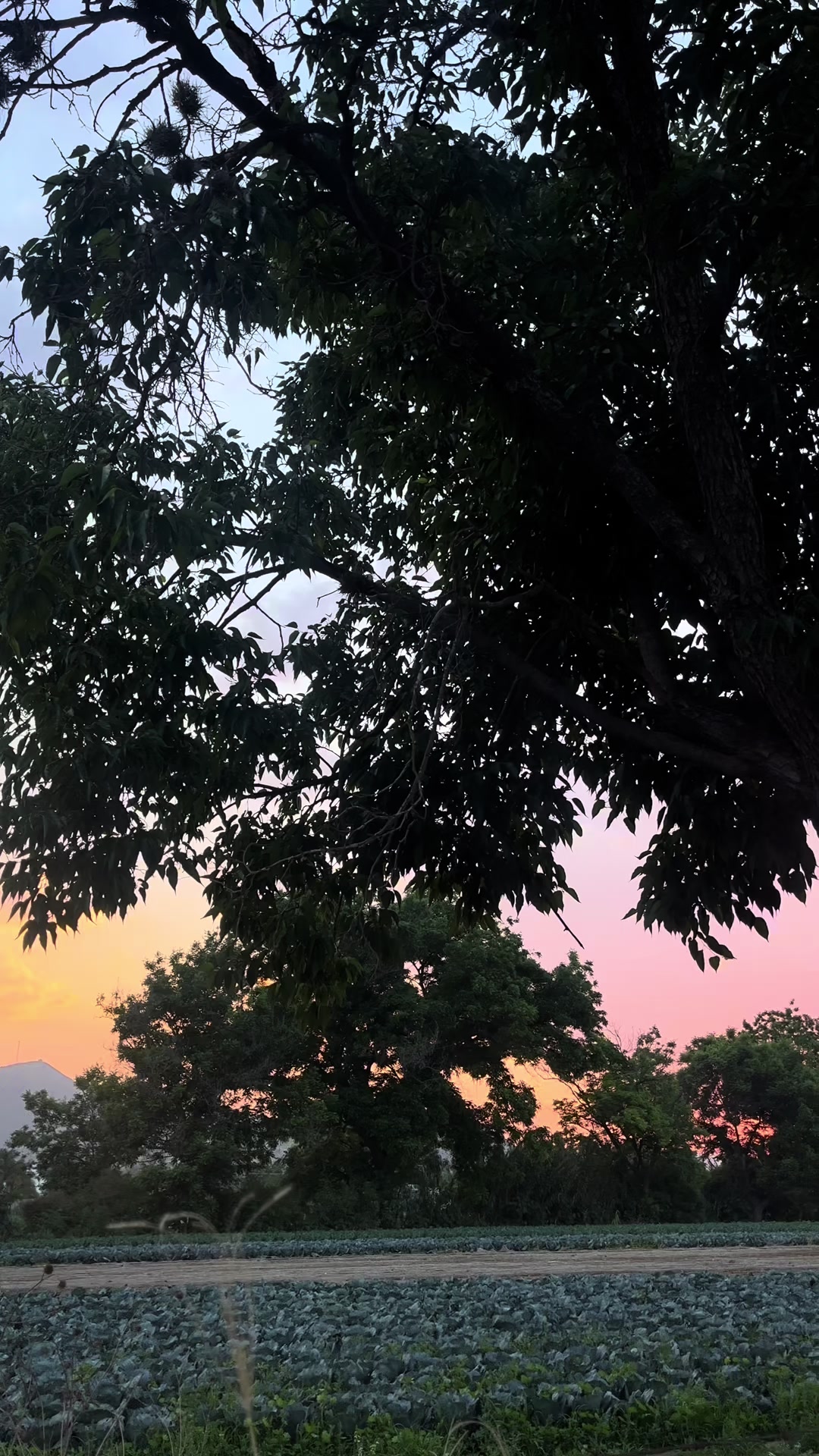 @J A N E T🦭🌸
