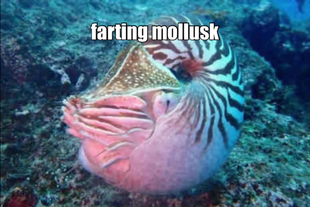 @bruh