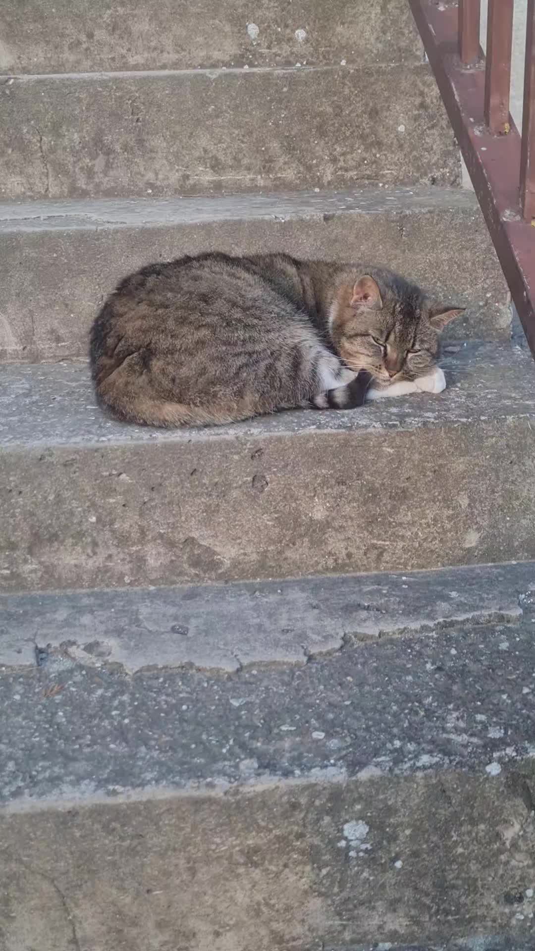 @Cat World