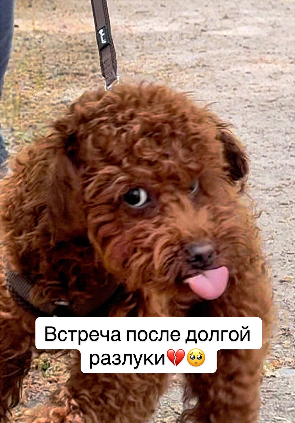 @❤️🐶Elena & Hundewelt🐶❤️