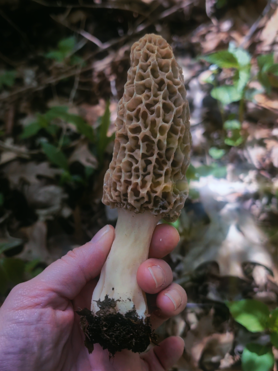 @Mushroom Queen by LeatherWood