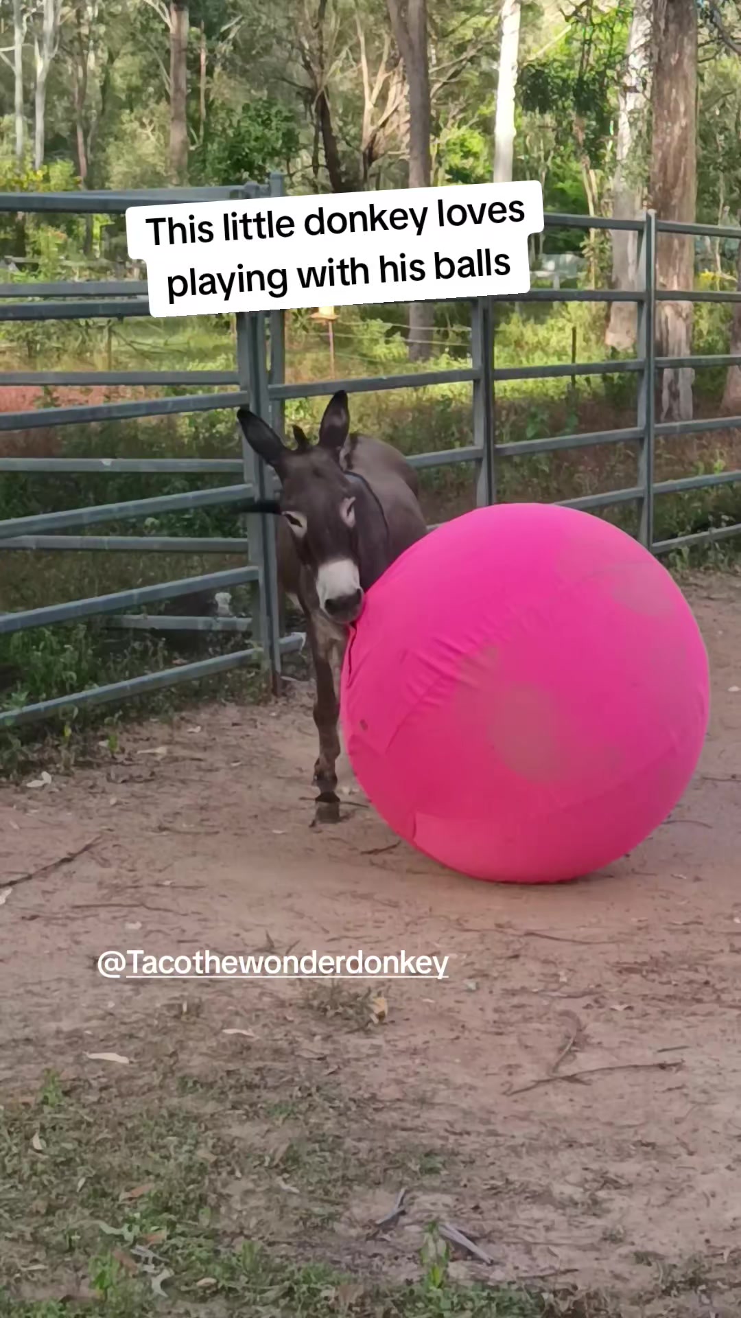 @Tacothewonderdonkey